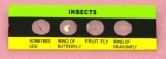 Insect Prepared Slide