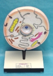 Animal Cell Model