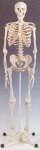 Human Skeleton Full Size