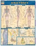 Anatomy Chart 