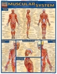 Muscular System Chart