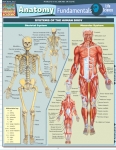 Anatomy Fundamentals: Human Life Science Chart