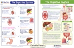 The Digestive System Visual Learning Guide