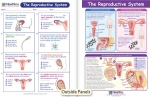 The Reproductive System Visual Learning Guide