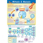 Mitosis & Meiosis Poster, Laminated