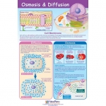 Osmosis & Diffusion Poster, Laminated