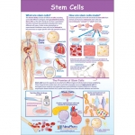 Stem Cells Poster, Laminated