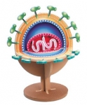 Virus Model Plus