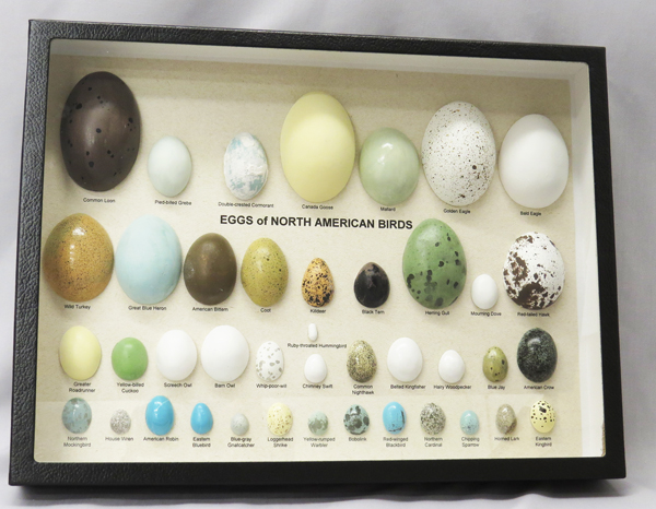 Egg Replica of NA Birds, Riker Mount