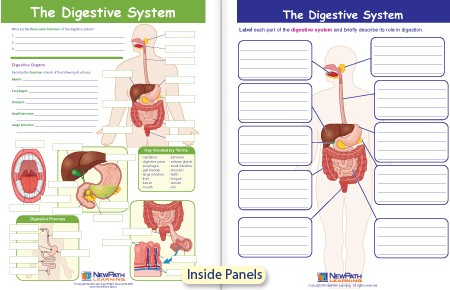 W94-4912 The Digestive System Visual Learning Guide