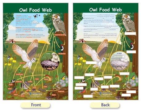 owls food web labeled