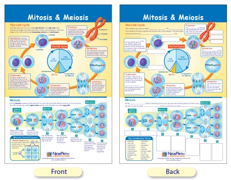 W94-4702 Mitosis & Meiosis Bulletin Board Chart