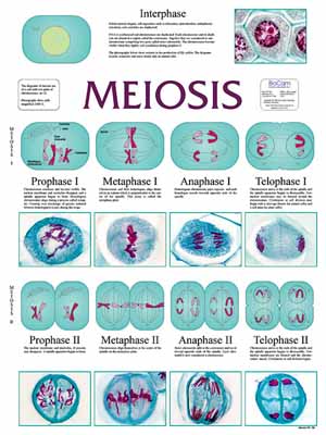 8108-26 Meiosis Poster Illustrated